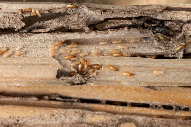 Flemington, NJ Pest Control Company