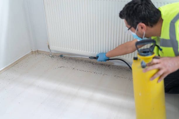 Best Termite Control Services  in Flemington, NJ